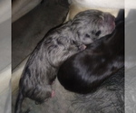Small Photo #15 Great Dane Puppy For Sale in PIERSON, MI, USA