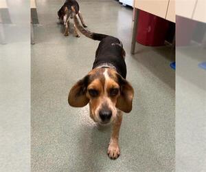 Beagle Dogs for adoption in Lee's Summit, MO, USA