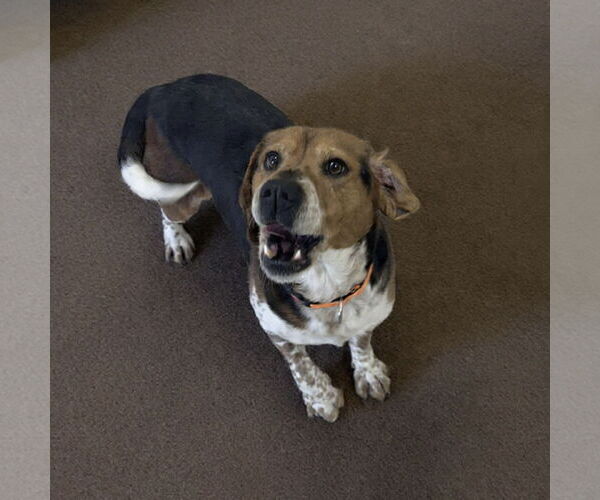 Medium Photo #3 Bagle Hound Puppy For Sale in Westwood, NJ, USA