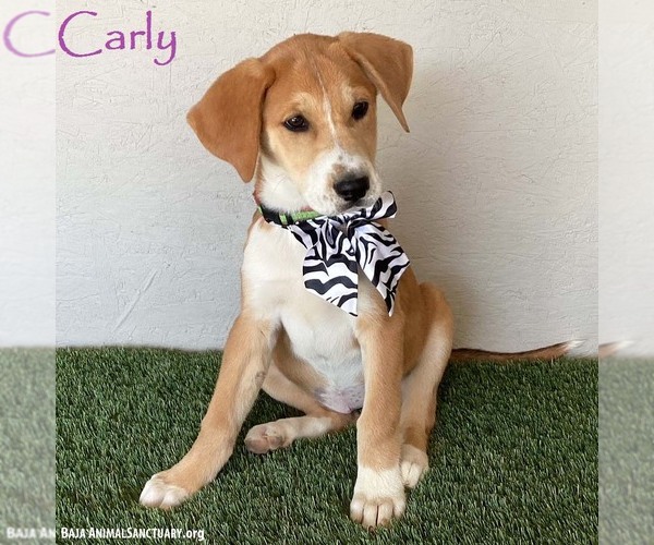 Medium Photo #3 Labbe Puppy For Sale in San Diego, CA, USA