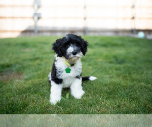 Portuguese Water Dog Puppy for Sale in CAMAS, Washington USA