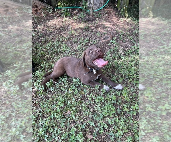 Medium Photo #3 Lab-Pointer Puppy For Sale in PELZER, SC, USA