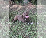 Small #2 Lab-Pointer