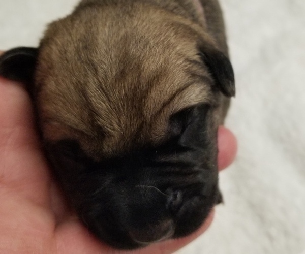 Medium Photo #3 Cane Corso Puppy For Sale in MOORESVILLE, NC, USA