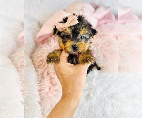 Medium Photo #11 Yorkshire Terrier Puppy For Sale in JACKSONVILLE, FL, USA