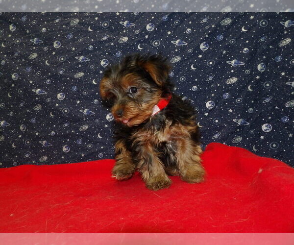 Medium Photo #27 Yorkshire Terrier Puppy For Sale in PATERSON, NJ, USA