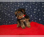 Small Photo #27 Yorkshire Terrier Puppy For Sale in PATERSON, NJ, USA