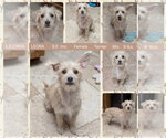 Small Chihuahua Mix