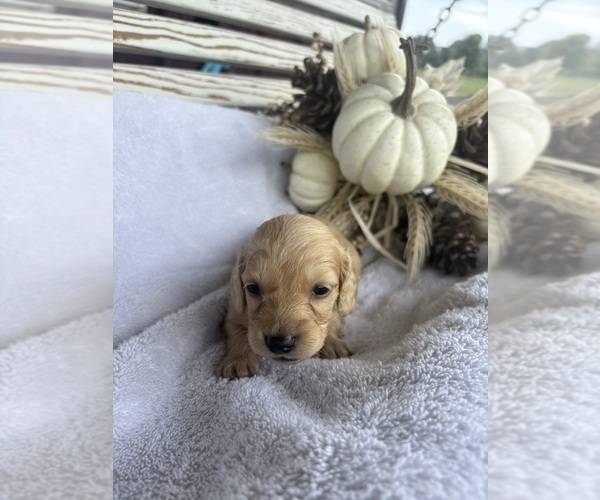 Medium Photo #4 Dachshund Puppy For Sale in MARSHFIELD, MO, USA