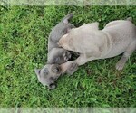 Small Photo #3 Weimaraner Puppy For Sale in SOCIAL CIRCLE, GA, USA