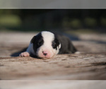Puppy Flounder Border Collie