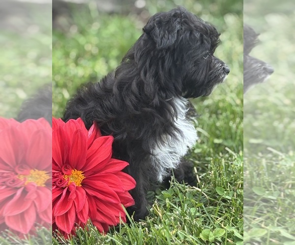 Medium Photo #2 Morkie Puppy For Sale in ROCK STREAM, NY, USA