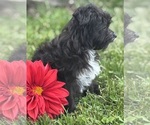 Small #1 Morkie
