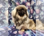 Small #1 Pekingese