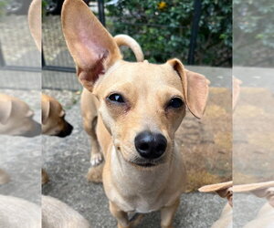Chiweenie Dogs for adoption in Milwaukie, OR, USA