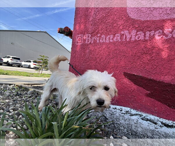 Medium Photo #5 Shih-Poo Puppy For Sale in Sanford, FL, USA
