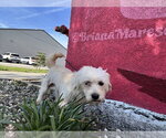 Small #4 Shih-Poo