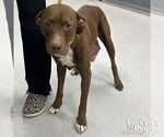 Small Labrador Retriever Mix