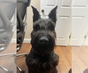 Father of the Schnauzer (Giant) puppies born on 03/30/2025