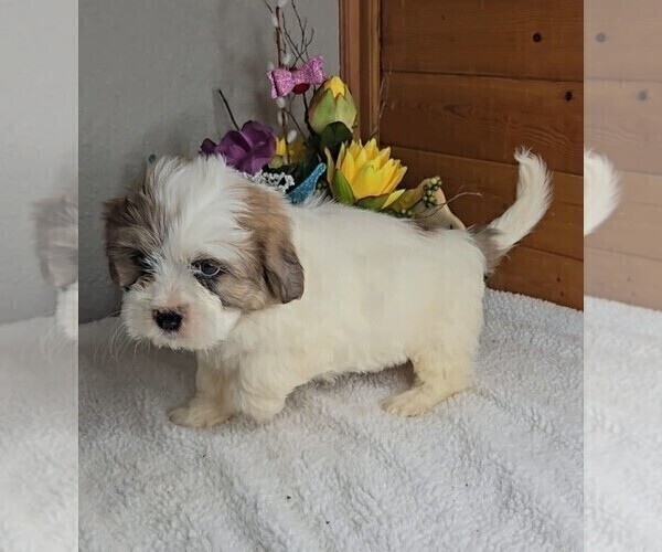 Medium Photo #5 Peke-A-Poo Puppy For Sale in JASONVILLE, IN, USA