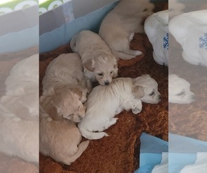 Maltese-Poodle (Standard) Mix Puppy for sale in NEWNAN, GA, USA