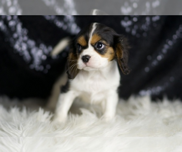 Medium Photo #5 Cavalier King Charles Spaniel Puppy For Sale in WARSAW, IN, USA