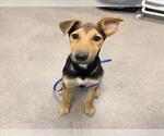 Small Doberman Pinscher Mix