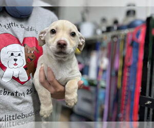 Chi-Corgi Dogs for adoption in Mukwonago, WI, USA