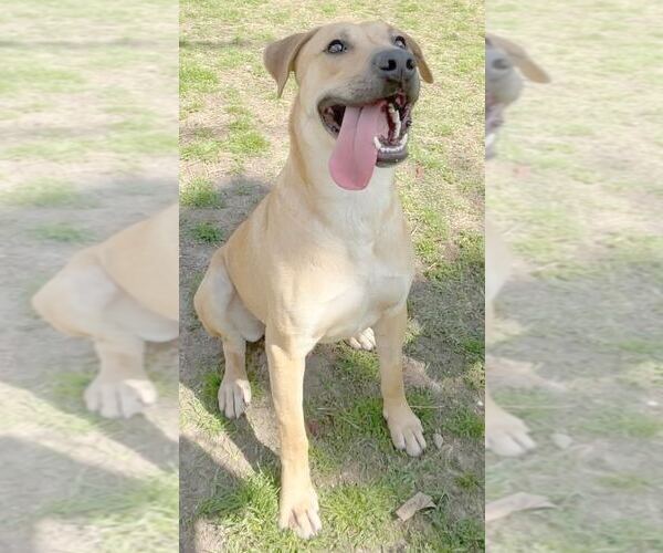 Medium Photo #6 Anatolian Shepherd-Labrador Retriever Mix Puppy For Sale in Camden, SC, USA