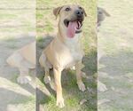 Small #5 Anatolian Shepherd-Labrador Retriever Mix
