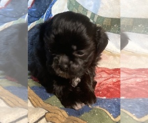 Shih Tzu-Shorkie Tzu Mix Puppy for sale in MOUNT PLEASANT, PA, USA