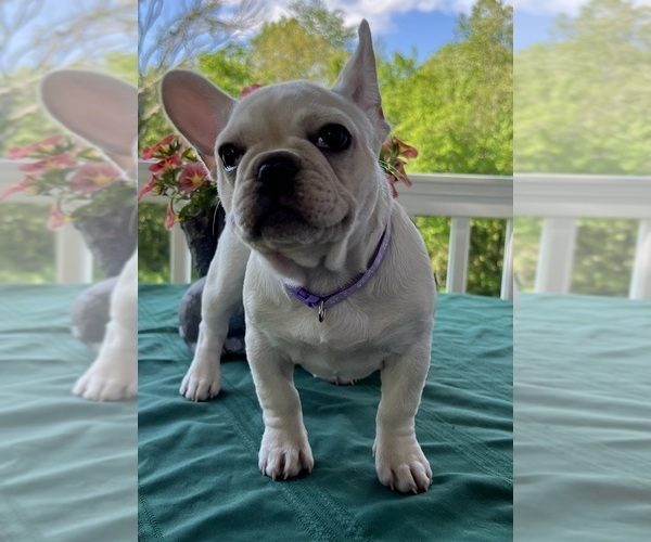 Medium Photo #12 French Bulldog Puppy For Sale in BOLIVAR, MO, USA