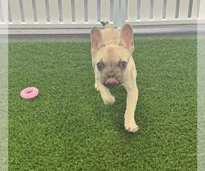 French Bulldog Puppy for sale in LOUISVILLE, KY, USA