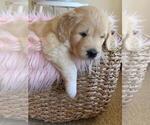 Small Photo #1 Labradoodle Puppy For Sale in GLENDALE, CA, USA