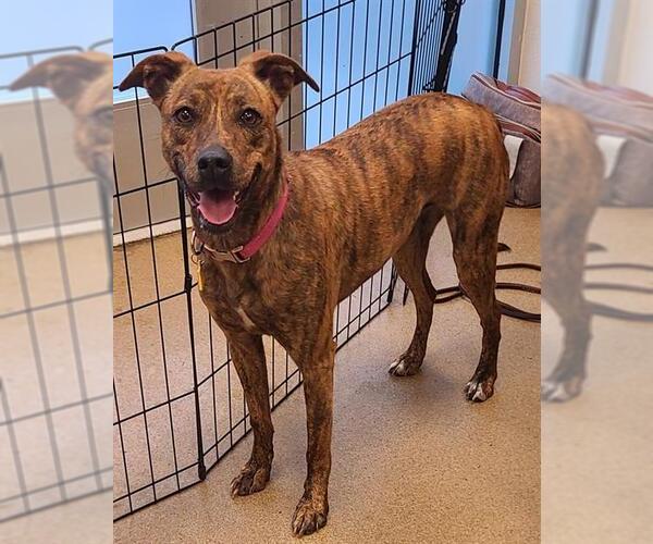 Medium Photo #2 Black Mouth Cur-Unknown Mix Puppy For Sale in San Antonio, TX, USA