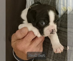 Boston Terrier Dog for Adoption in LOUISVILLE, Kentucky USA