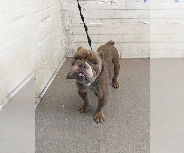 Medium Photo #1 Bulldog Puppy For Sale in San Bernardino, CA, USA