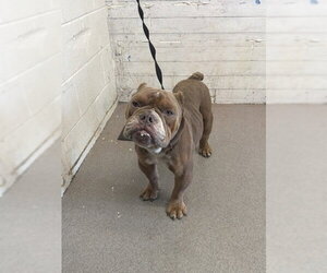 Bulldog Dogs for adoption in San Bernardino, CA, USA