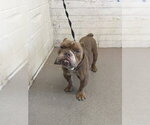 CHOWDER - Male Bulldog Dog for Adoption - Small photo