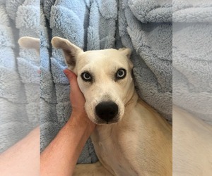 Huskies -Labrador Retriever Mix Dogs for adoption in Holly Springs, NC, USA