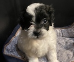 Small Photo #2 Zuchon Puppy For Sale in HENRYETTA, OK, USA