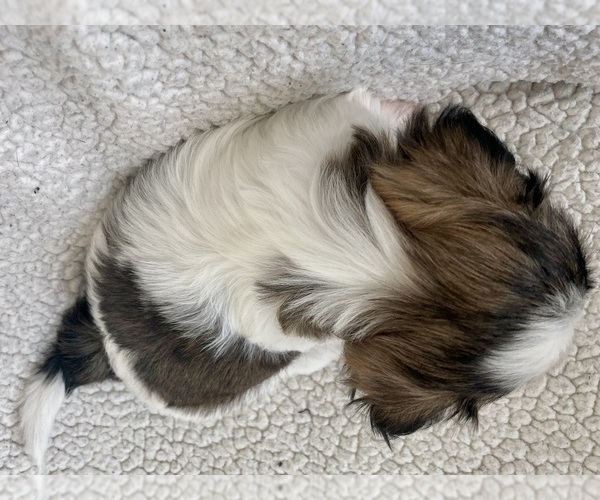 Medium Photo #3 Shih Tzu Puppy For Sale in NEW BERLIN, WI, USA