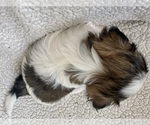 Small Photo #3 Shih Tzu Puppy For Sale in NEW BERLIN, WI, USA