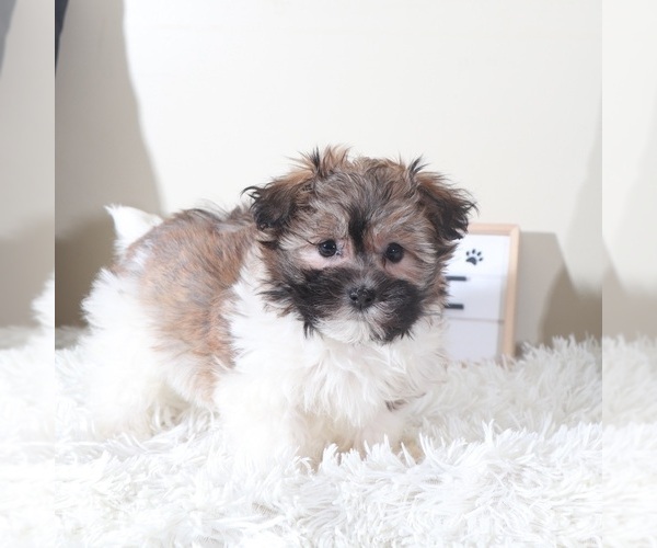 Medium Photo #4 Havanese Puppy For Sale in MOUNT VERNON, OH, USA