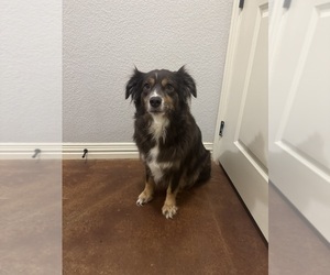 Mother of the Australian Shepherd puppies born on 10/22/2025