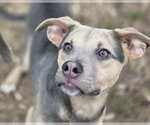 Small #3 Blue Lacy Mix