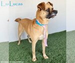 Lucas - Male Puggle Dog for Adoption - Small photo