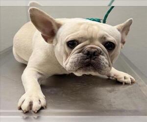 French Bulldog Dogs for adoption in Tracy, CA, USA