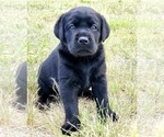 Small Photo #8 Labrador Retriever Puppy For Sale in FOUNTAIN, CO, USA