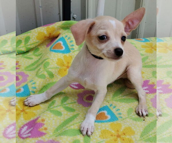 Medium Photo #3 Chihuahua Puppy For Sale in Mountain View, MO, USA